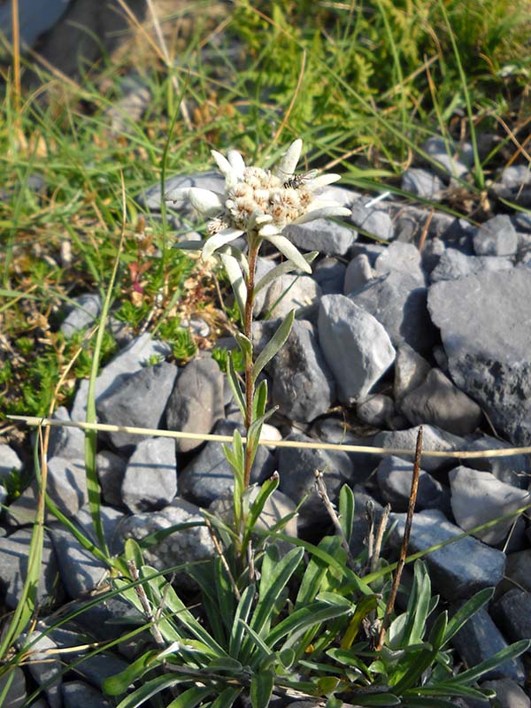Edelweiss - Flor de Nieve, Flores del Pirineo